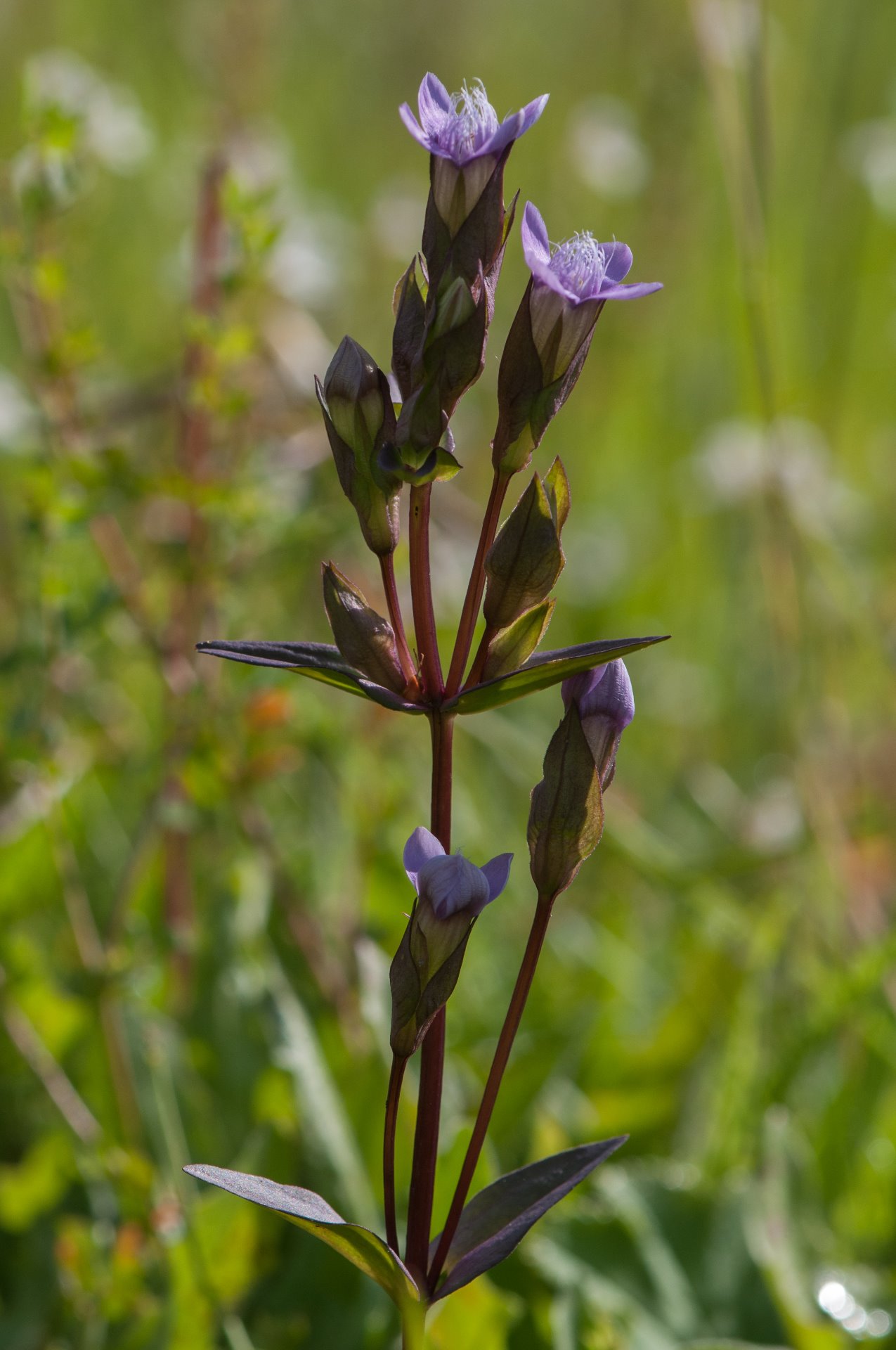 hořeček ladní pobaltský