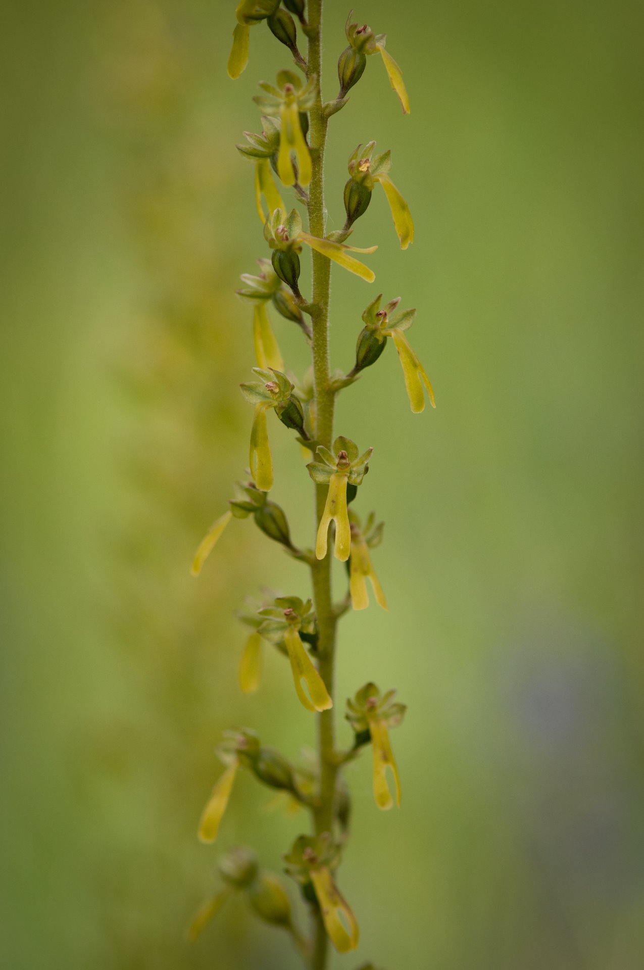 bradáček vejčitý