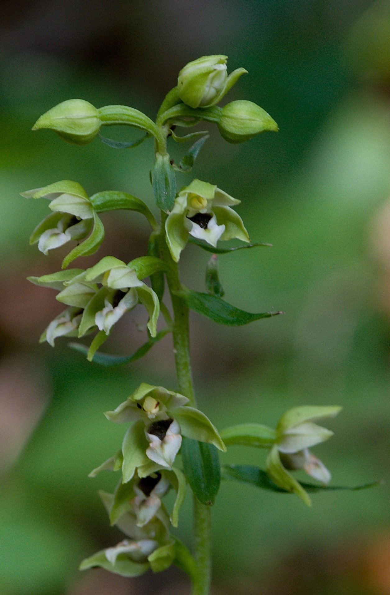 kruštík širolistý